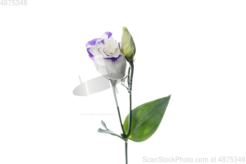 Image of Beautiful flowers isolated on white studio background. Design elements. Blooming, spring, summertime.