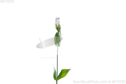 Image of Beautiful flowers isolated on white studio background. Design elements. Blooming, spring, summertime.