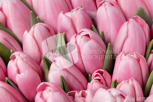Image of Beautiful flowers isolated on white studio background. Design elements. Blooming, spring, summertime.