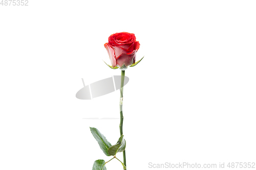 Image of Beautiful flowers isolated on white studio background. Design elements. Blooming, spring, summertime.