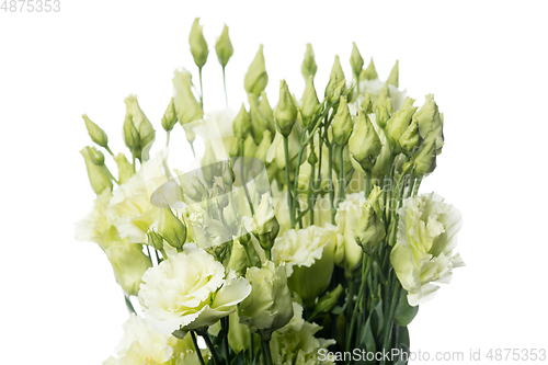 Image of Beautiful flowers isolated on white studio background. Design elements. Blooming, spring, summertime.