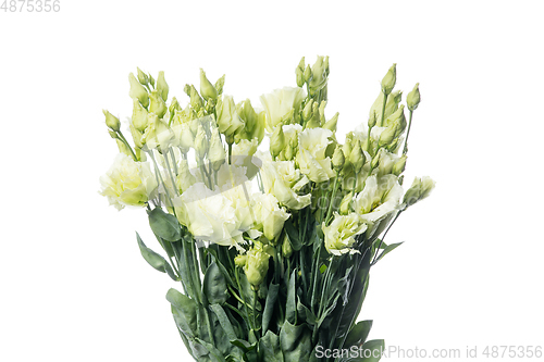 Image of Beautiful flowers isolated on white studio background. Design elements. Blooming, spring, summertime.