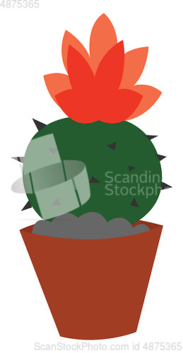 Image of A cactus vector or color illustration