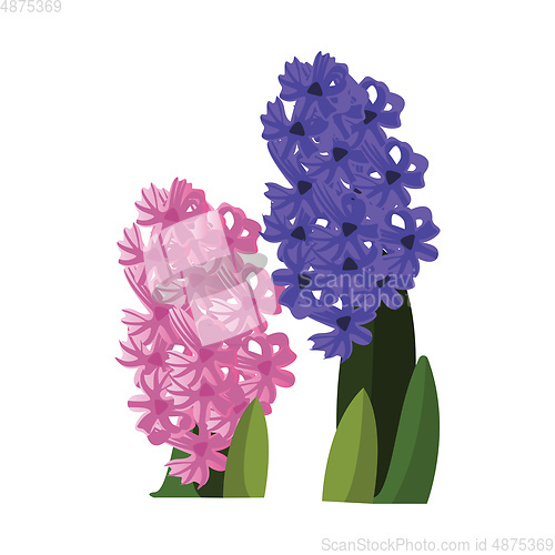 Image of Vector illustration of pink and blue hyacinth flowers with green