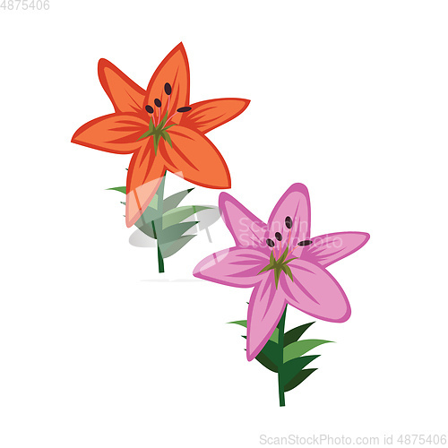 Image of Vector illustration of orange and violet asiatic lily flowers on