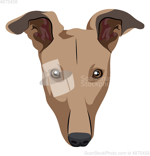 Image of Greyhound illustration vector on white background