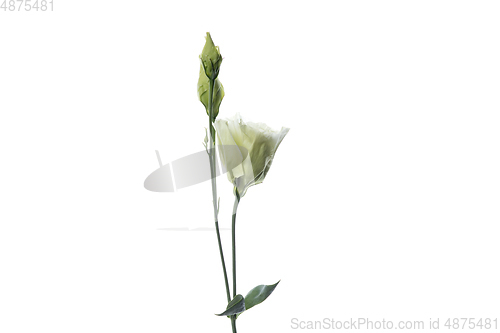 Image of Beautiful flowers isolated on white studio background. Design elements. Blooming, spring, summertime.