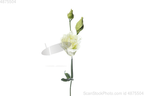 Image of Beautiful flowers isolated on white studio background. Design elements. Blooming, spring, summertime.