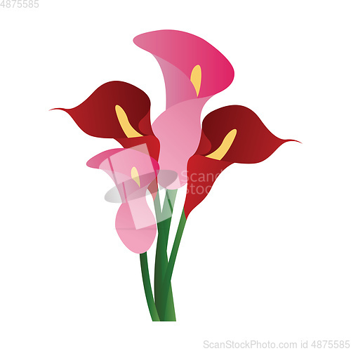 Image of Vector illustration of red and pink calla lily flowers  on white