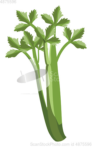 Image of Green celery with leafs vector illustration of vegetables on whi