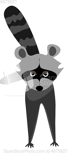 Image of A little raccoon vector or color illustration