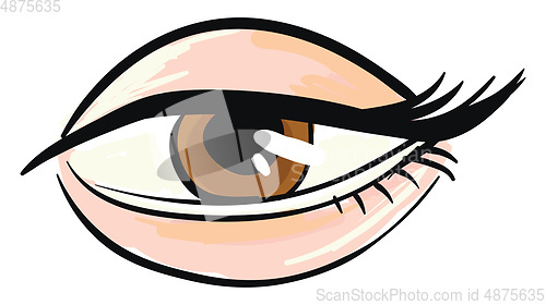 Image of Woman\'s brown eye White background 