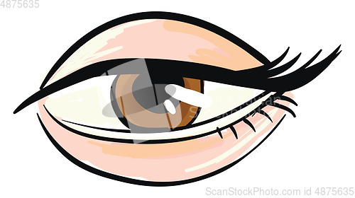 Image of Woman\'s brown eye White background 
