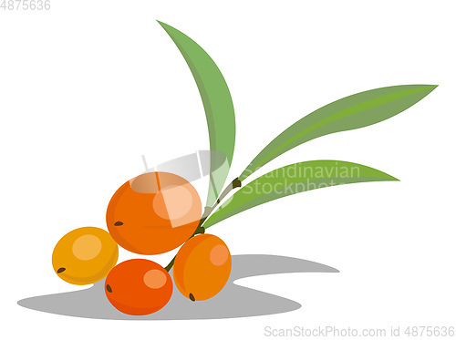 Image of A bunch of sea berry vector or color illustration