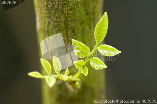 Image of Leaves