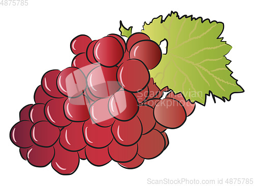 Image of Red grape fruit bunch vector or color illustration