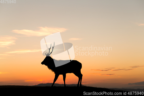Image of Silhouette of deer