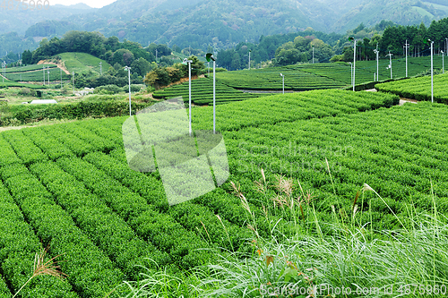 Image of Tea farm