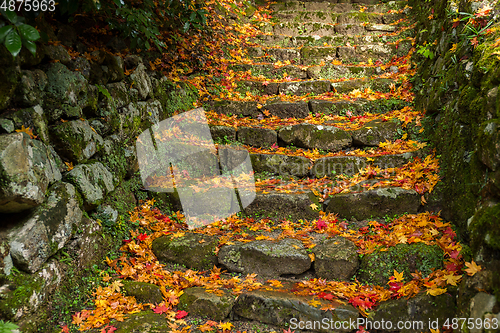 Image of Rock steps with maple leaves