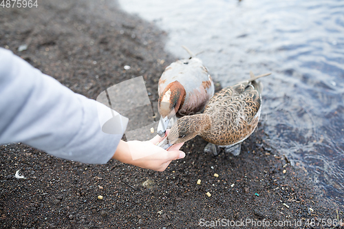 Image of Feeding duck