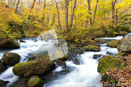 Image of Oirase Mountain Stream