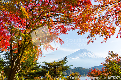 Image of Fuji and maple