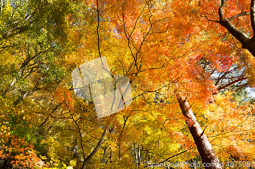 Image of Maple tree in Autumn