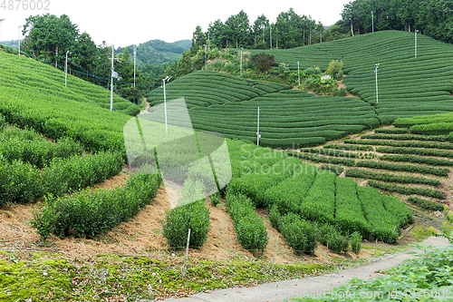 Image of Tea farm