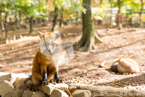 Image of Cute fox at outdoor in autumn