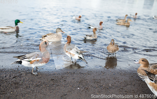 Image of Feeding duck