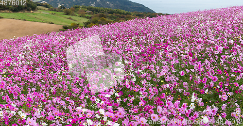 Image of Pink Cosmos flower garden