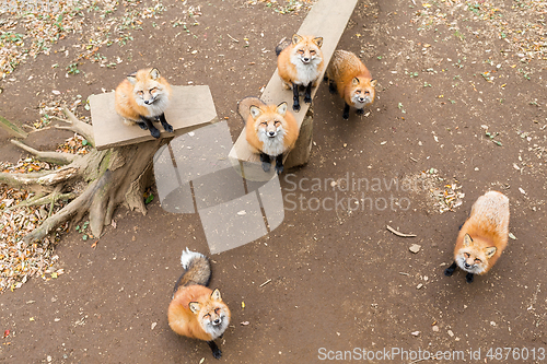 Image of Many fox looking for snack together