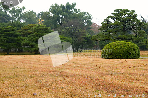 Image of Lawn and bush