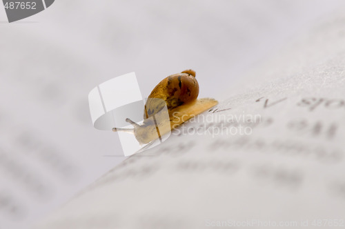 Image of Small snail