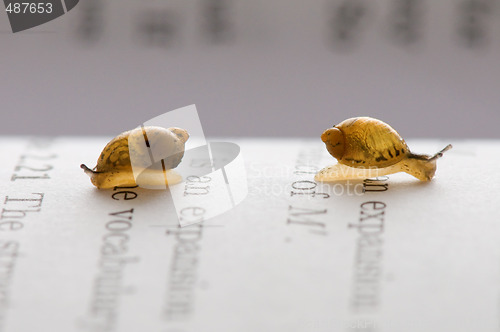 Image of Small snails
