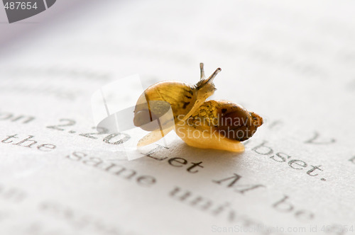 Image of Small snails