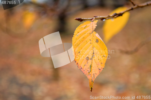 Image of Details of leaf