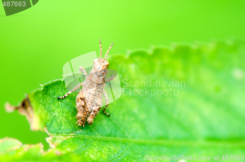 Image of Grasshopper on leaf