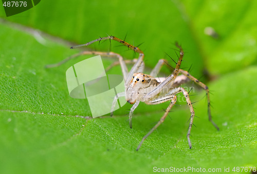 Image of Lynx spider on plant