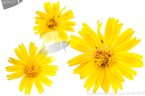 Image of Yellow marguerite