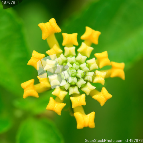 Image of Lantana camara