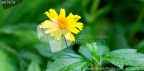 Image of Yellow marguerite