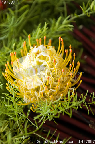 Image of Yellow blooming protea pincushion