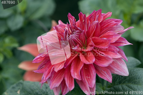 Image of Rosy dahlia flower