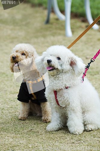 Image of Two adorable dogs