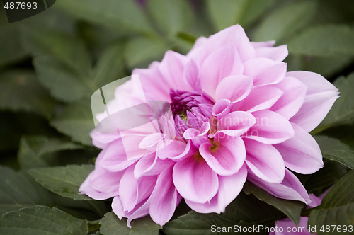 Image of Pink dahlia flower
