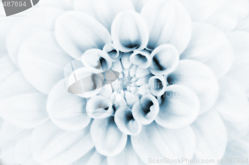 Image of Dahlia flower closeup