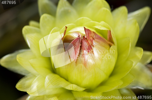 Image of Green dahlia flower