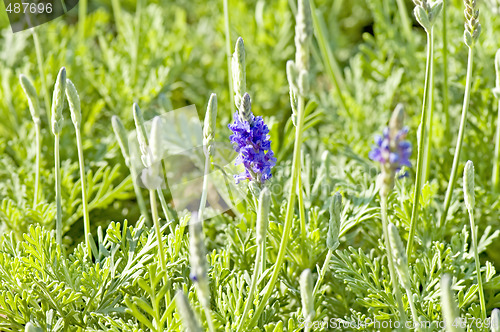 Image of Lavender