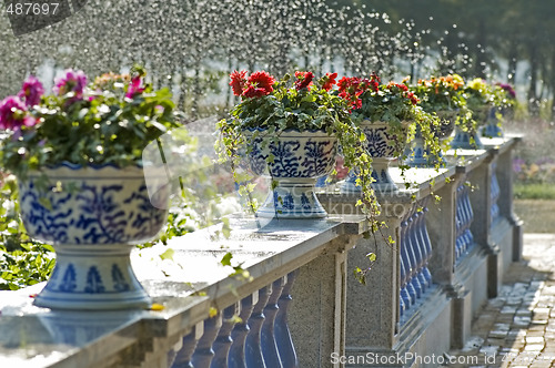 Image of Pots of flowers